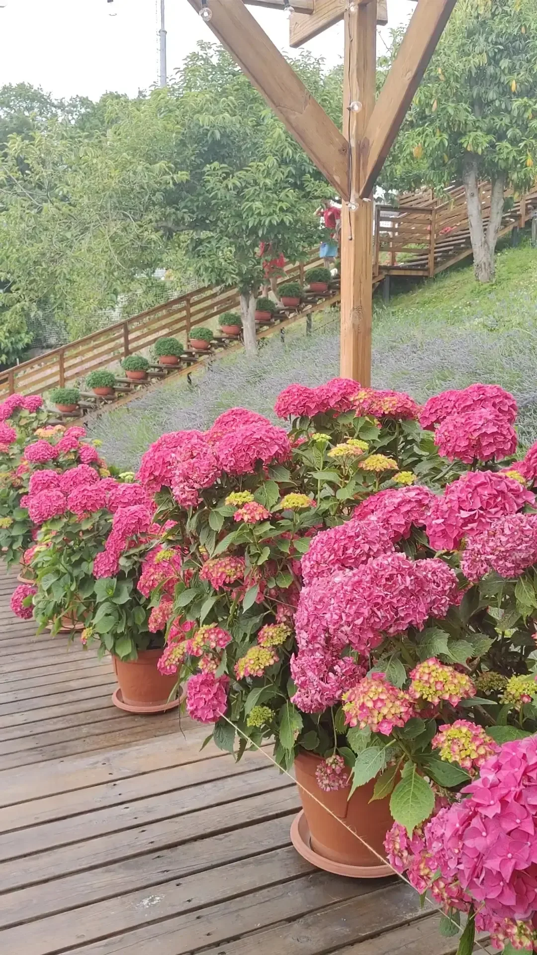 Рай в горах и лавандовая ферма